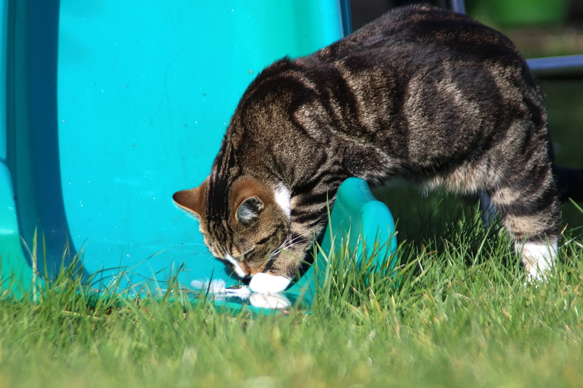 CATS 0140.jpg