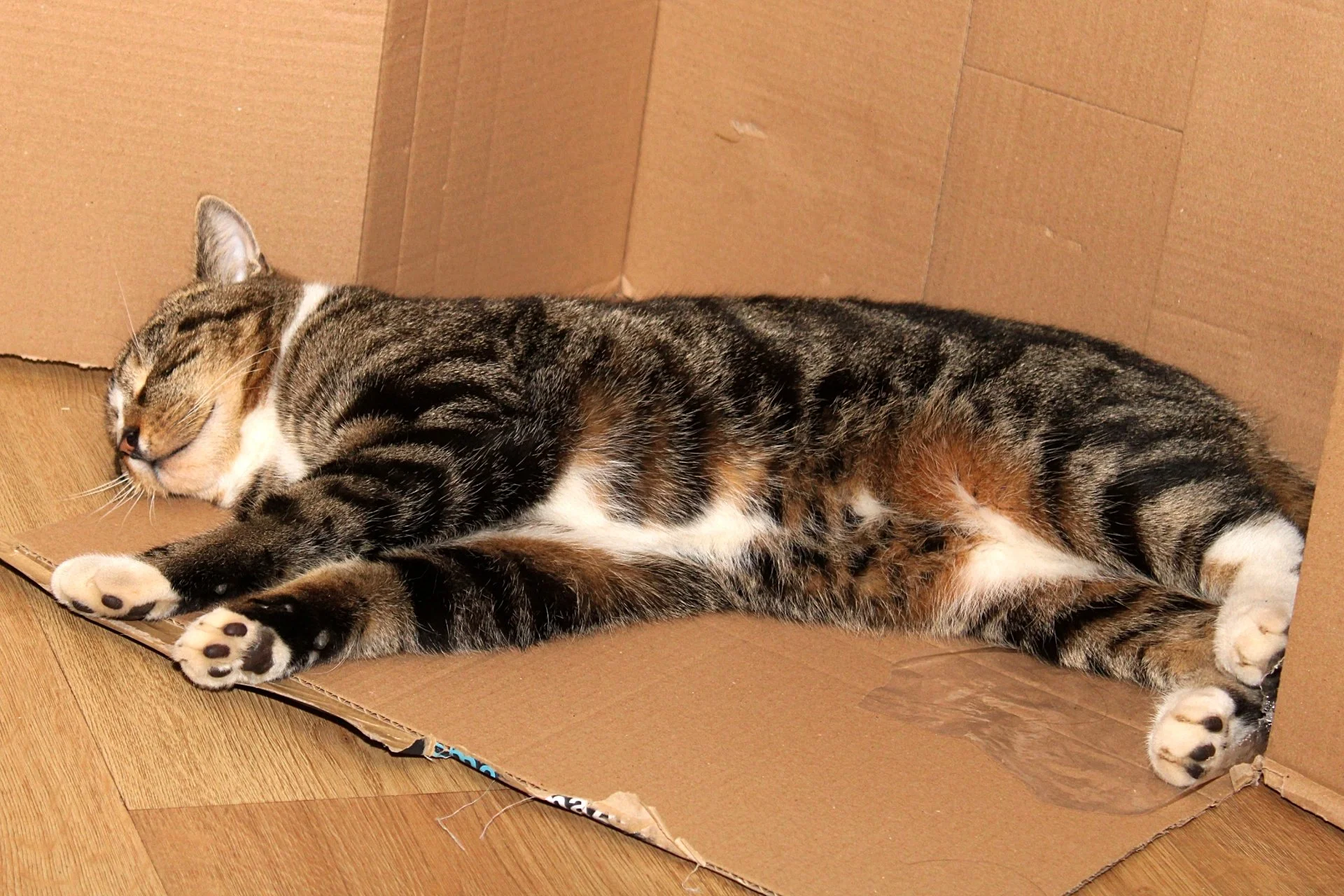 CATS 0203.jpg