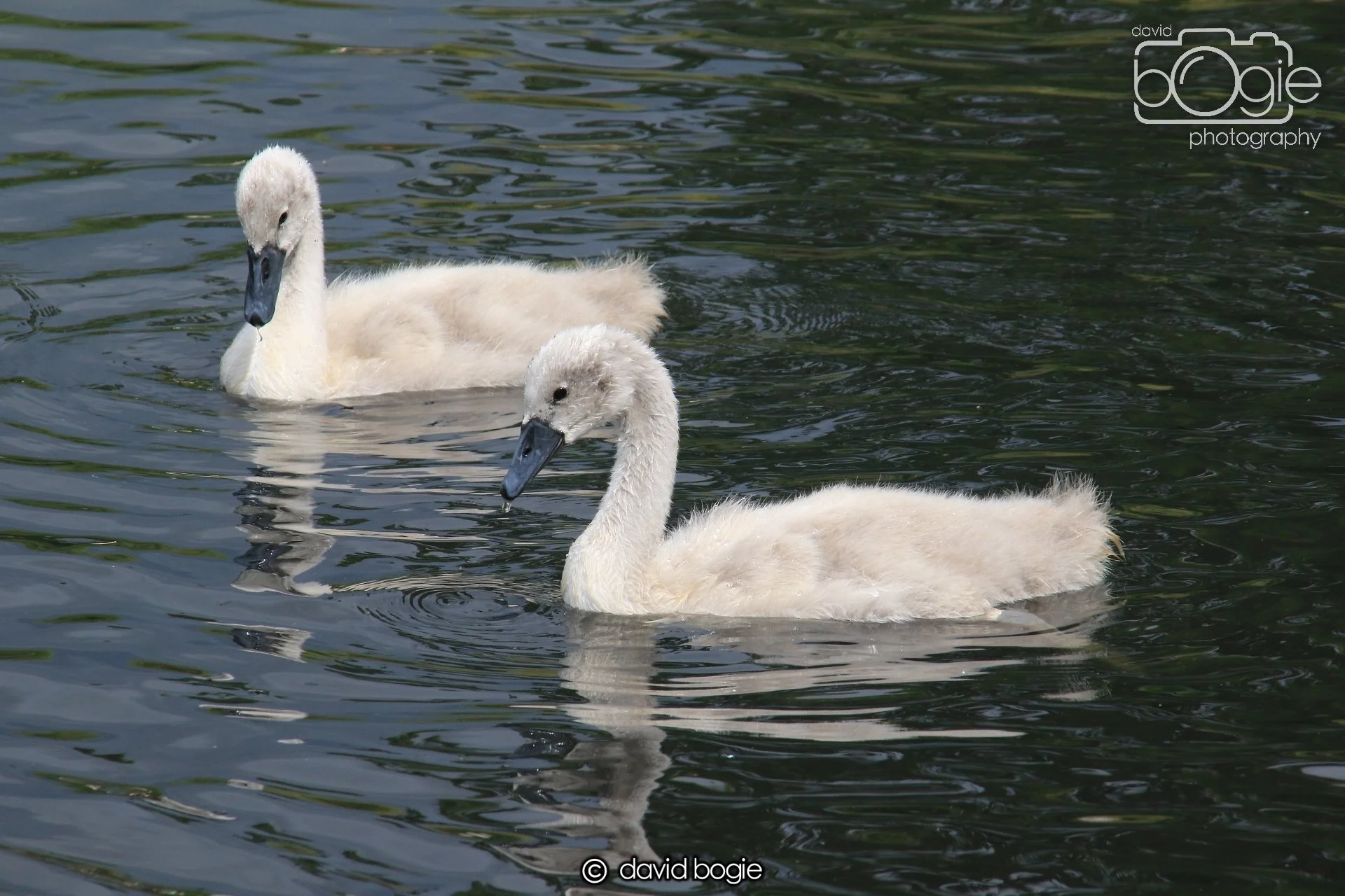 20250613 113905 Beveridge 0004.JPG