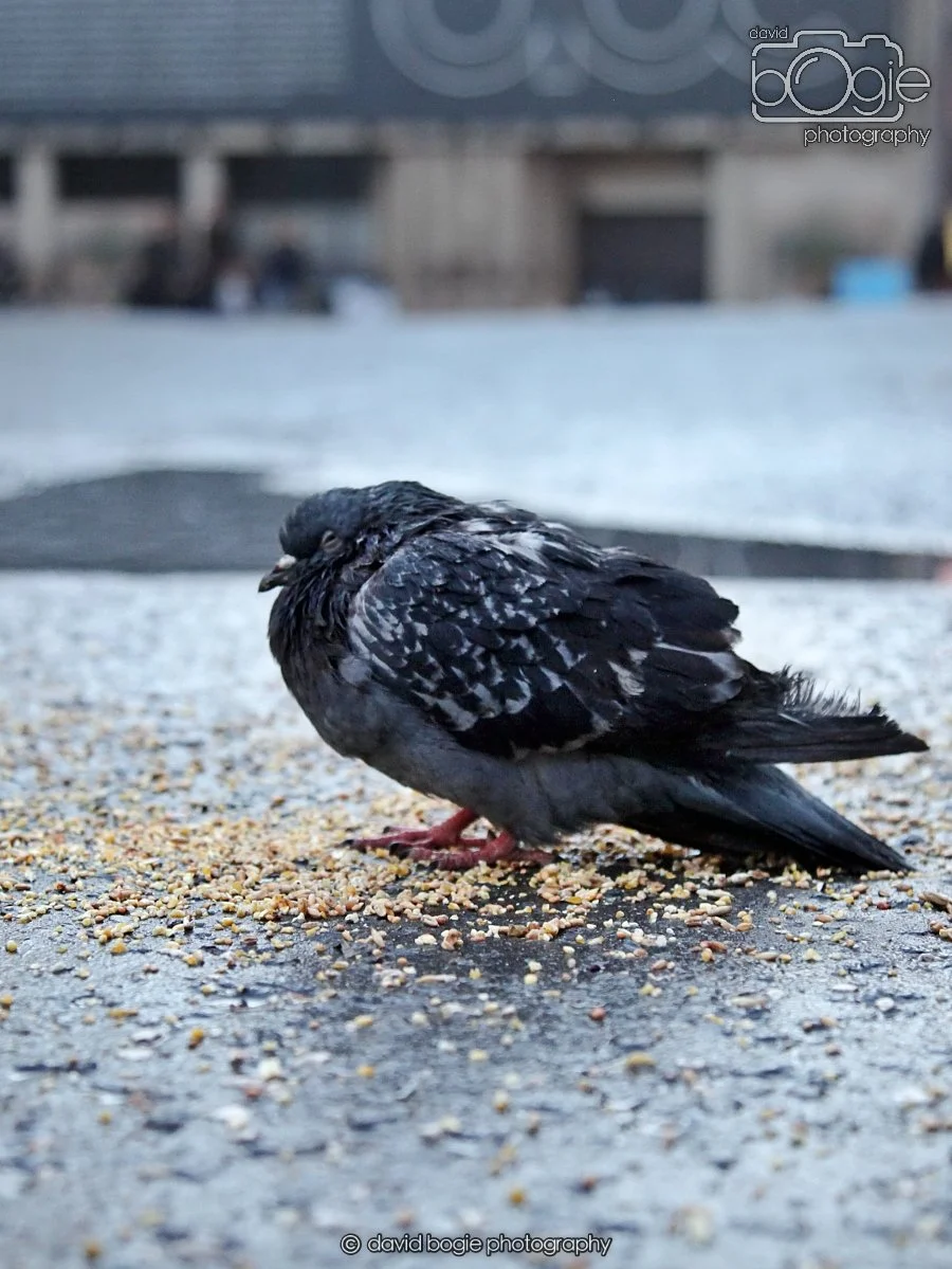 20260115 161225 Glasgow 0220.JPG