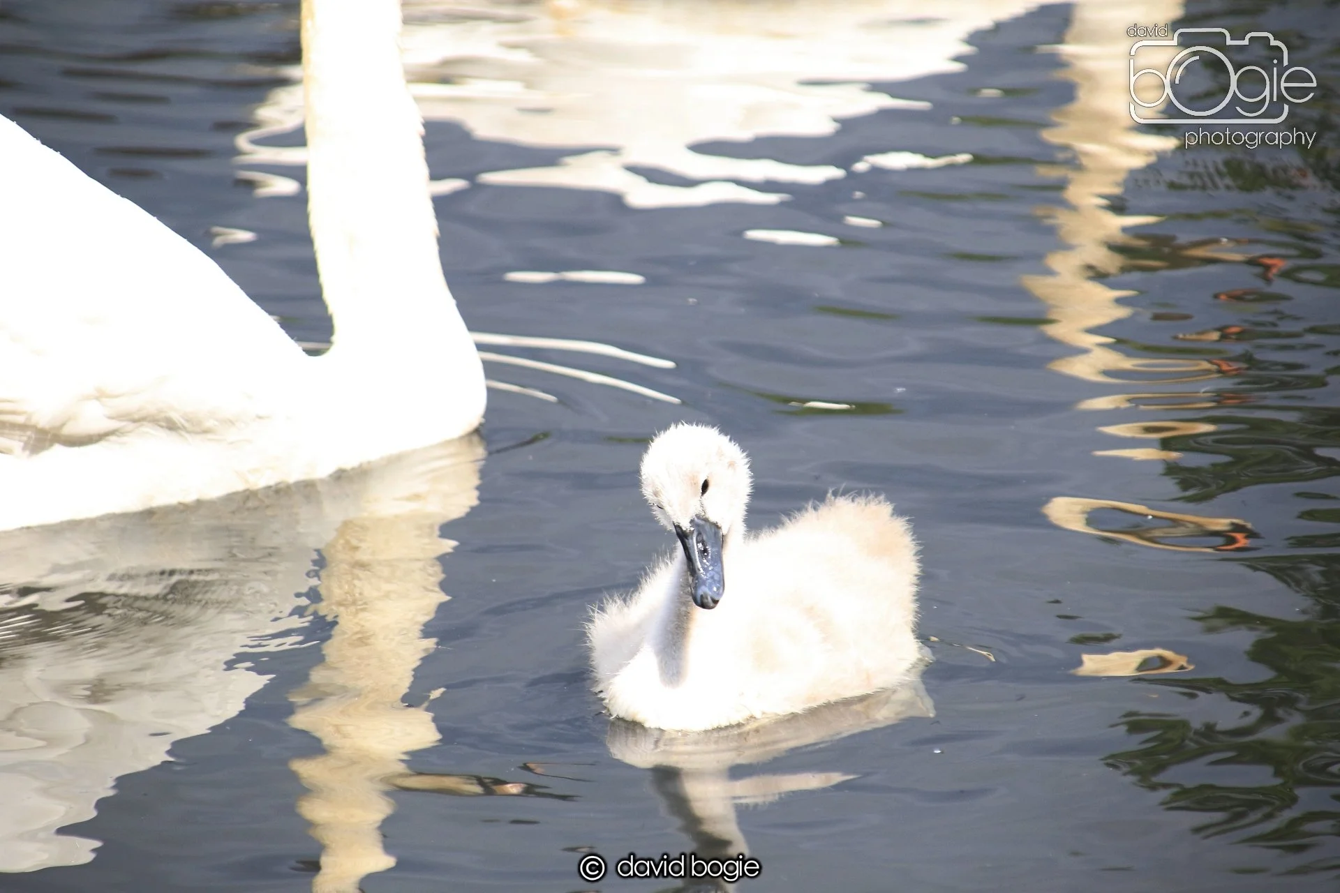 20250613 114032 Beveridge 0007.JPG