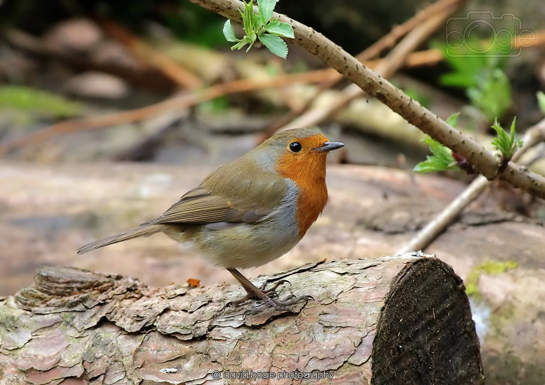 20260326 112313 Silverburn 0092.jpg