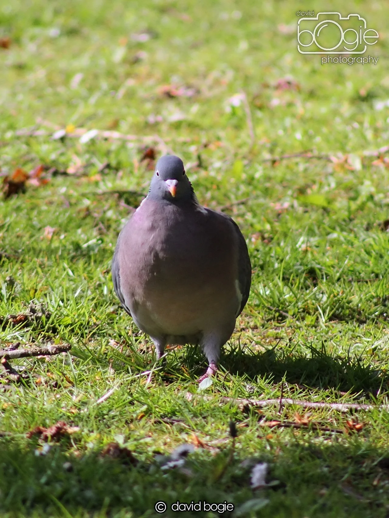 20240502 103631 Beveridge 0052.JPG