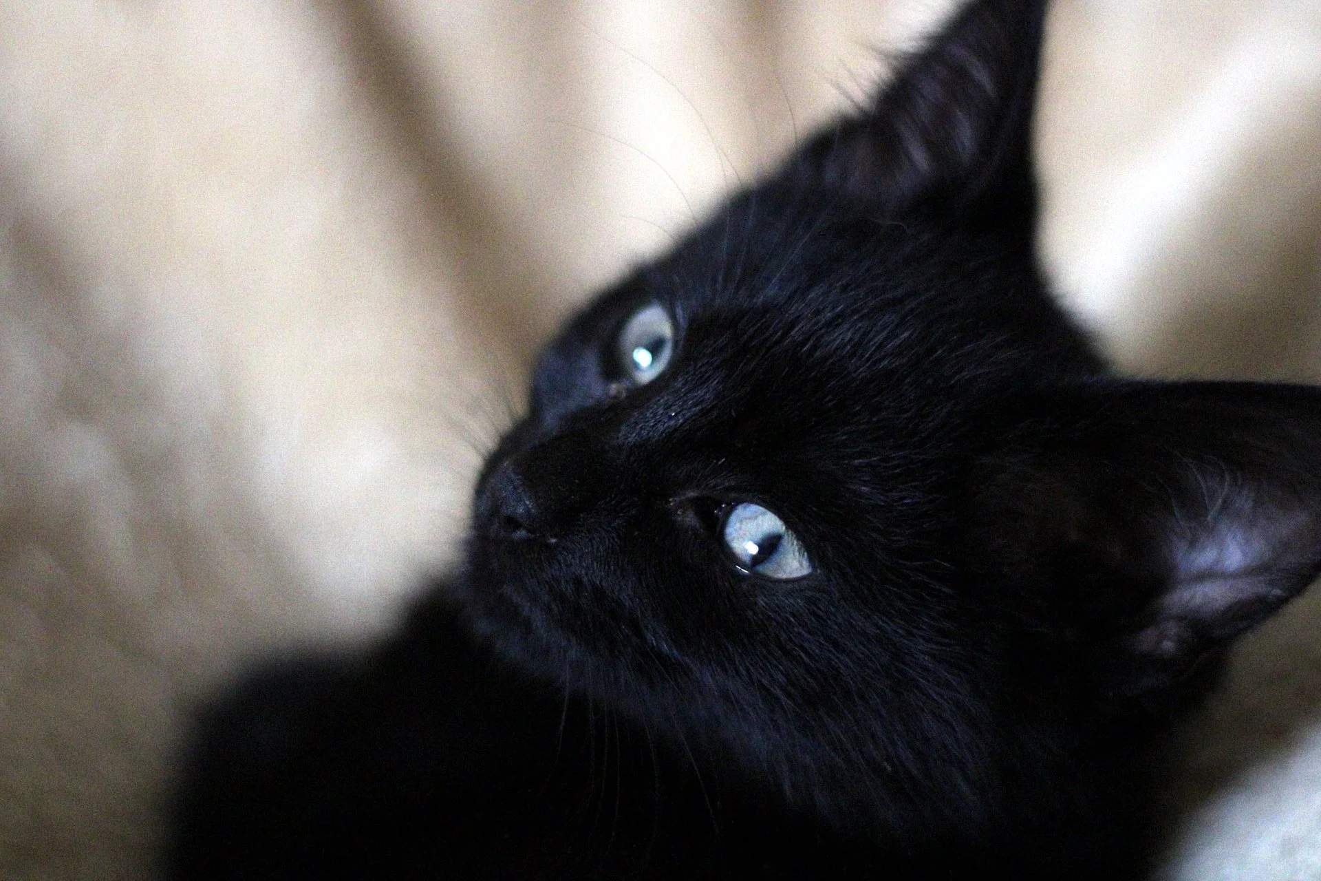 CATS 0178.jpg