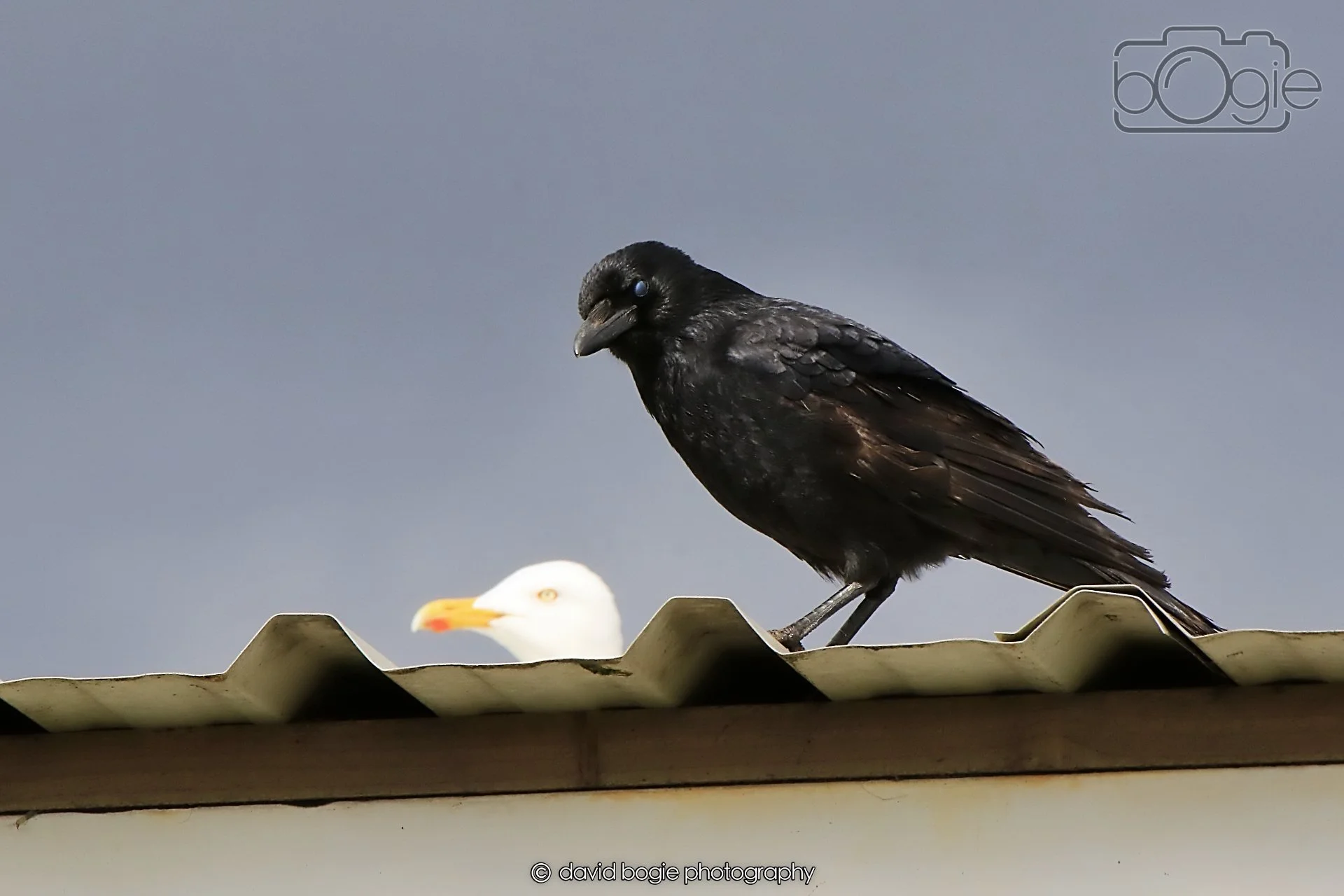 20260415 121014 Links Market 0205.jpg