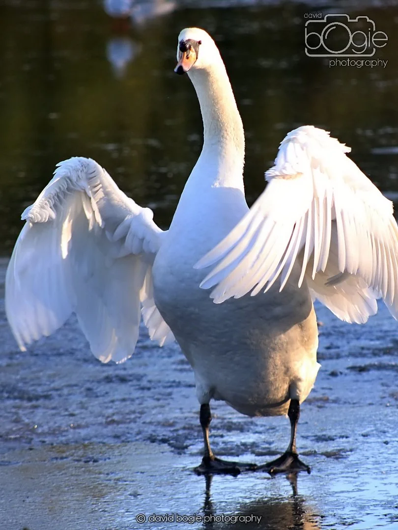 20260103 112034 Beveridge Park 0048.JPG