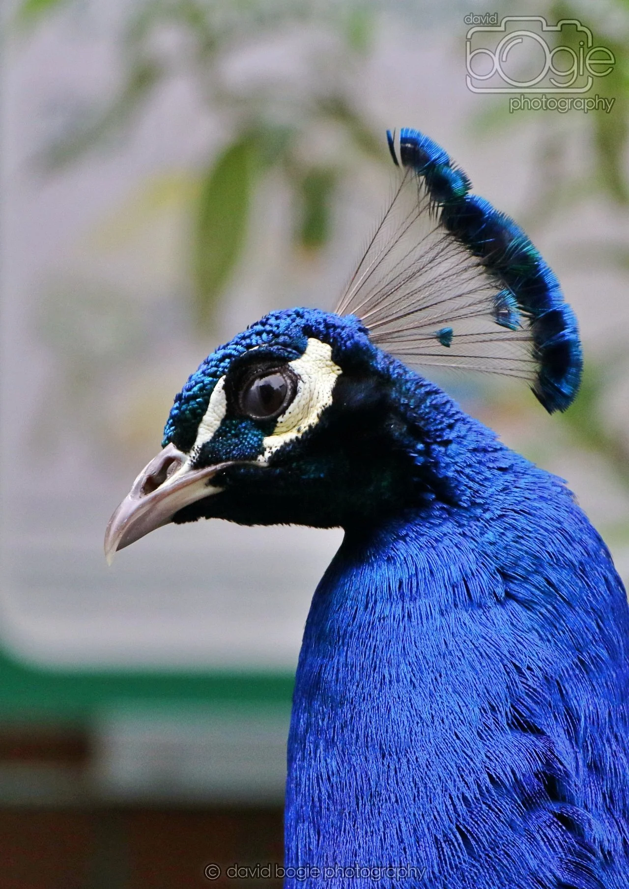 20260324 122511 Pittencrieff Park 0138.jpg