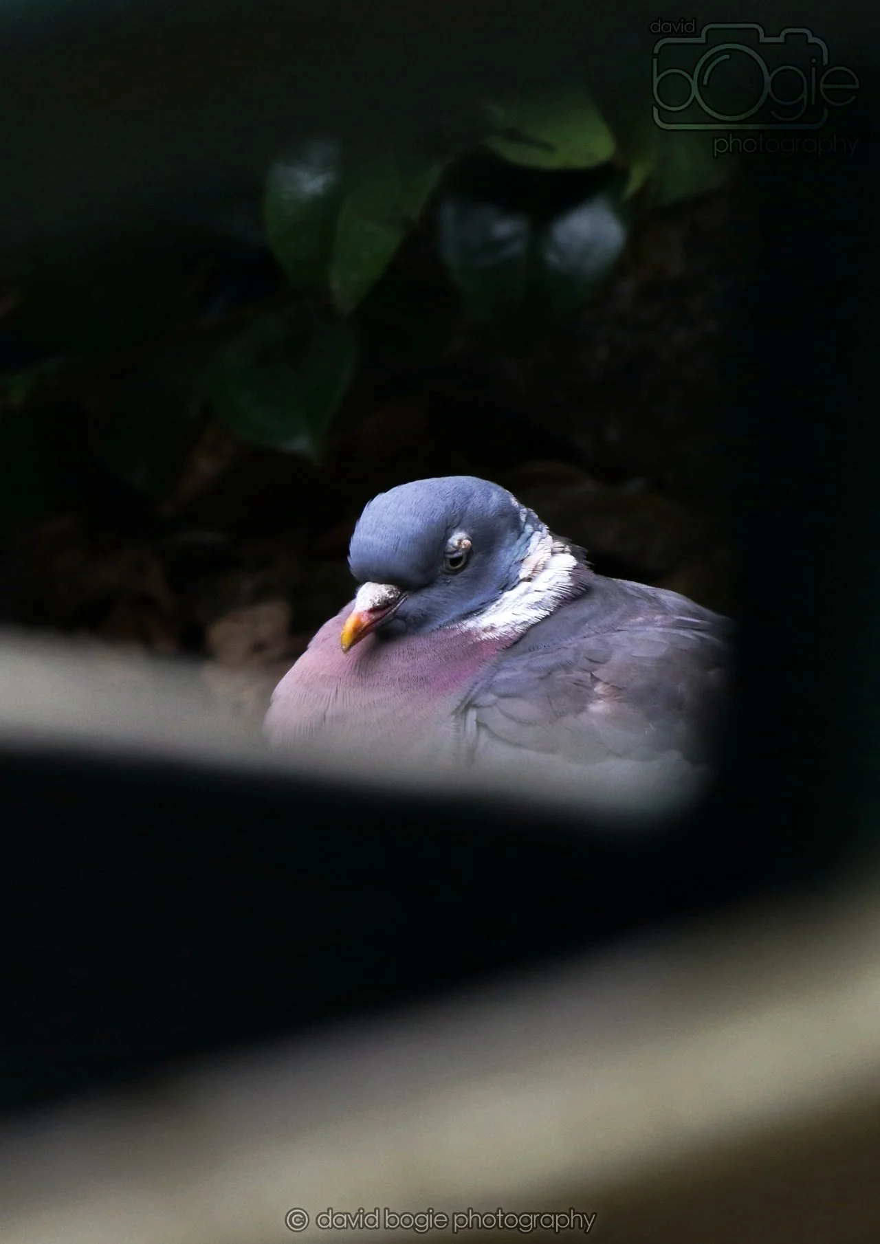 20260324 122948 Pittencrieff Park 0201.jpg