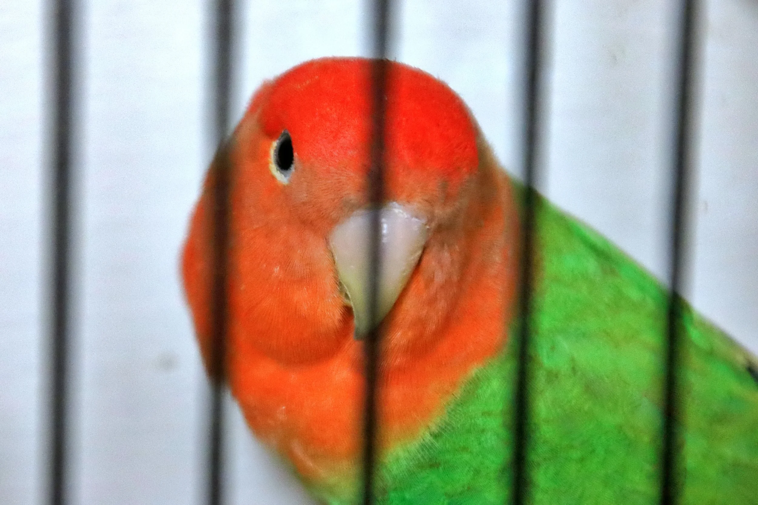 20251102 124935 Markinch CBS  0564.JPG