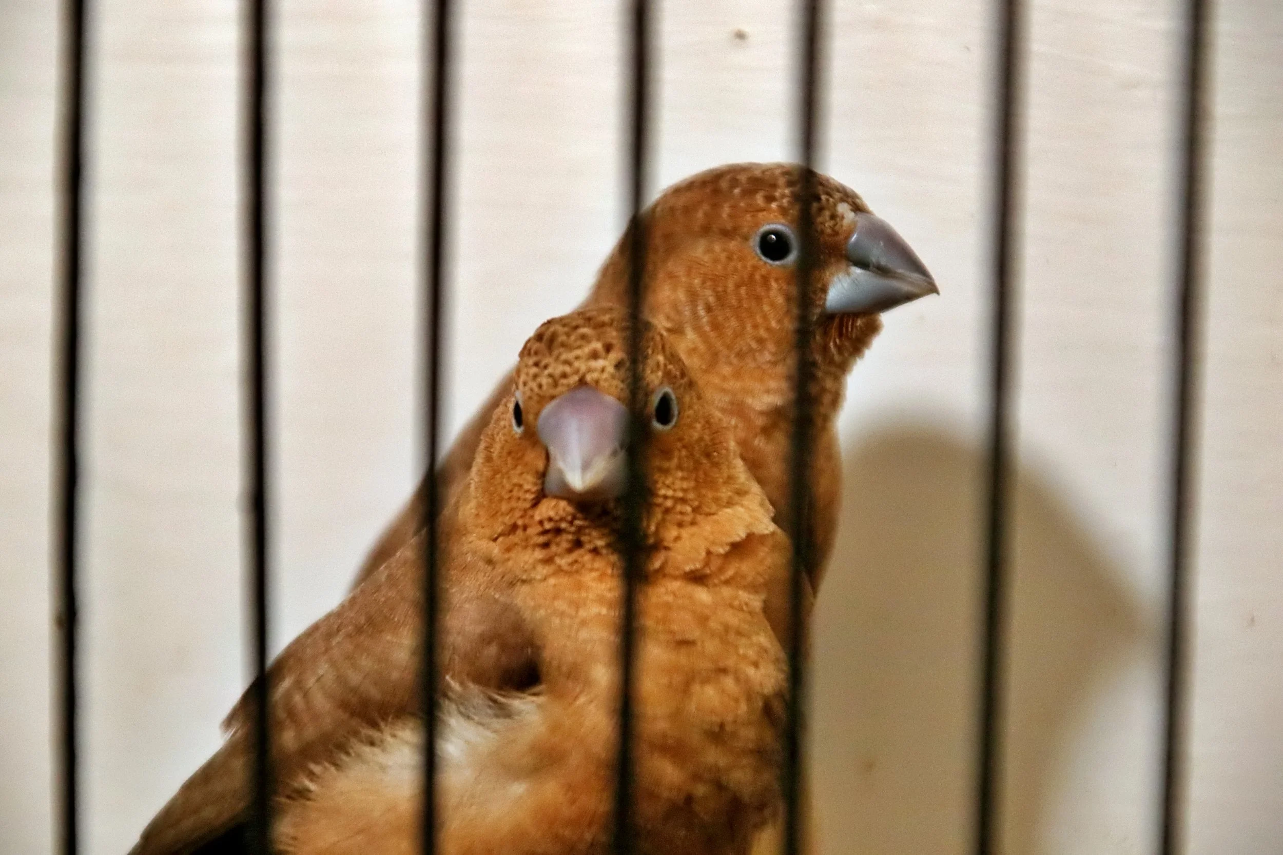 20251102 124431 Markinch CBS  0518.JPG