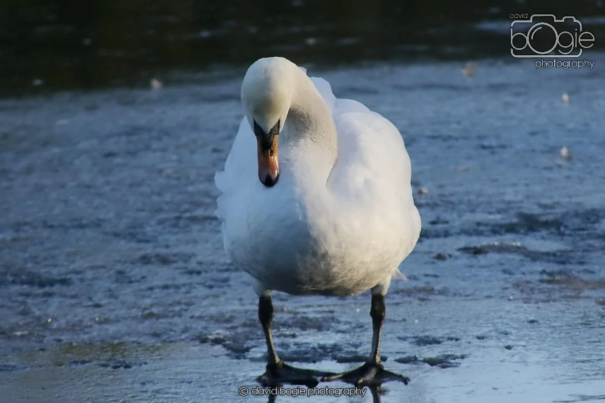 20260103 111918 Beveridge Park 0028.JPG