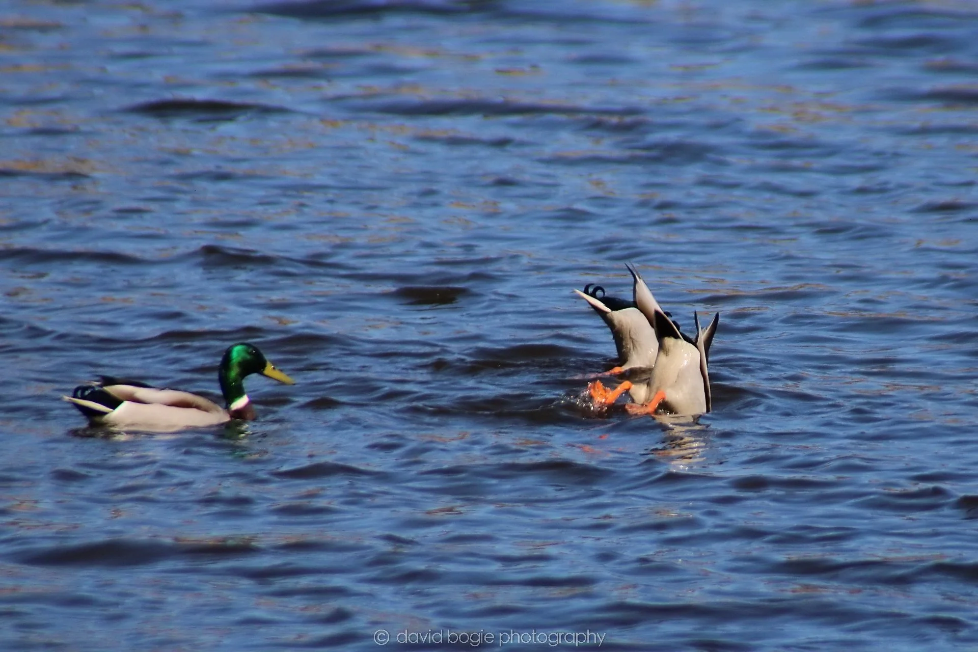 20210420 Lochore 16.jpg