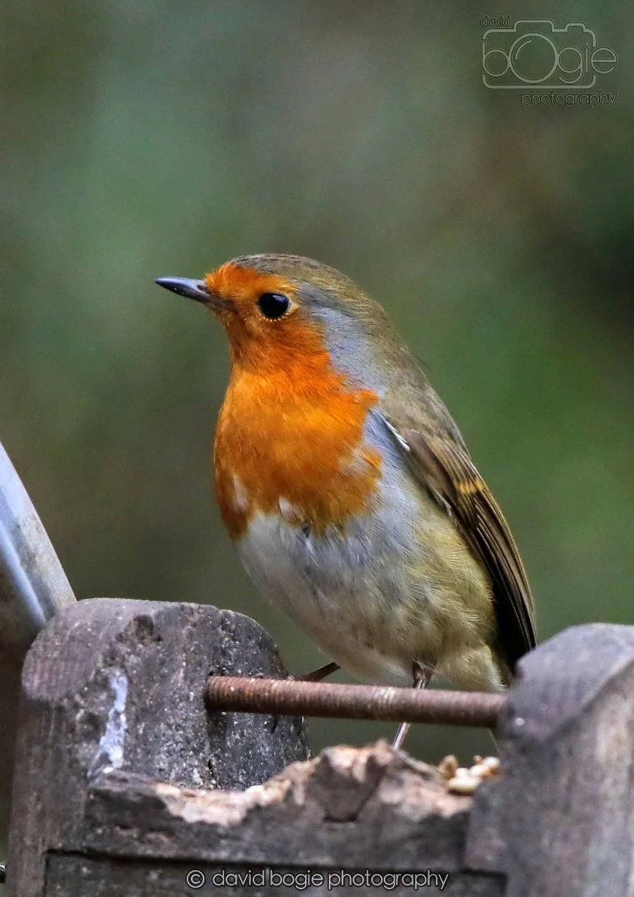 20260215 132304 Silverburn 0118.jpg