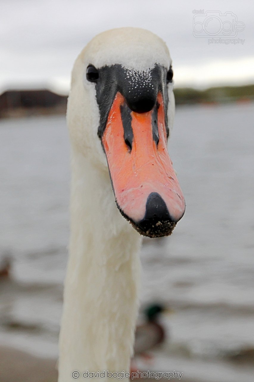 SWAN017