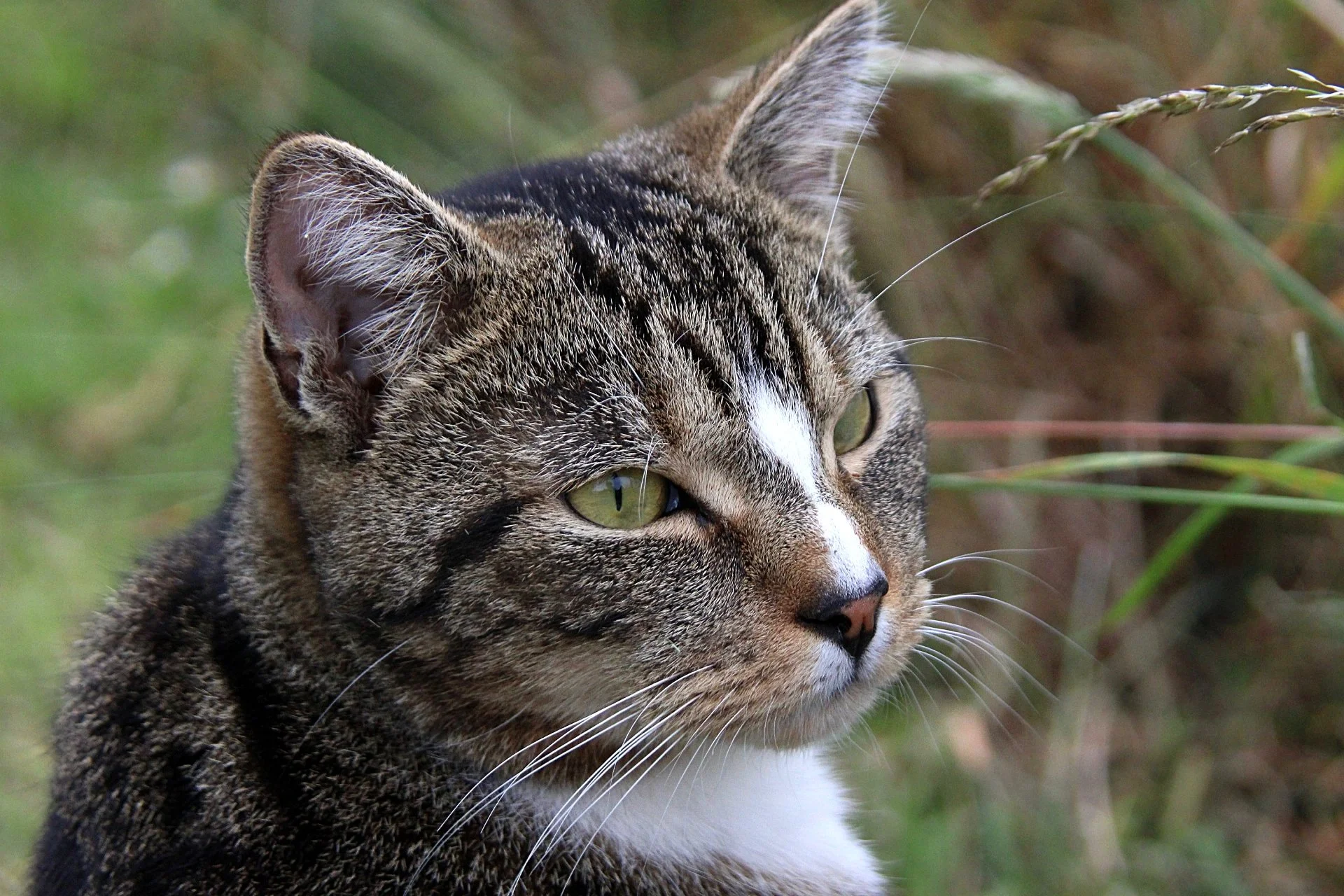 CATS 0193.jpg