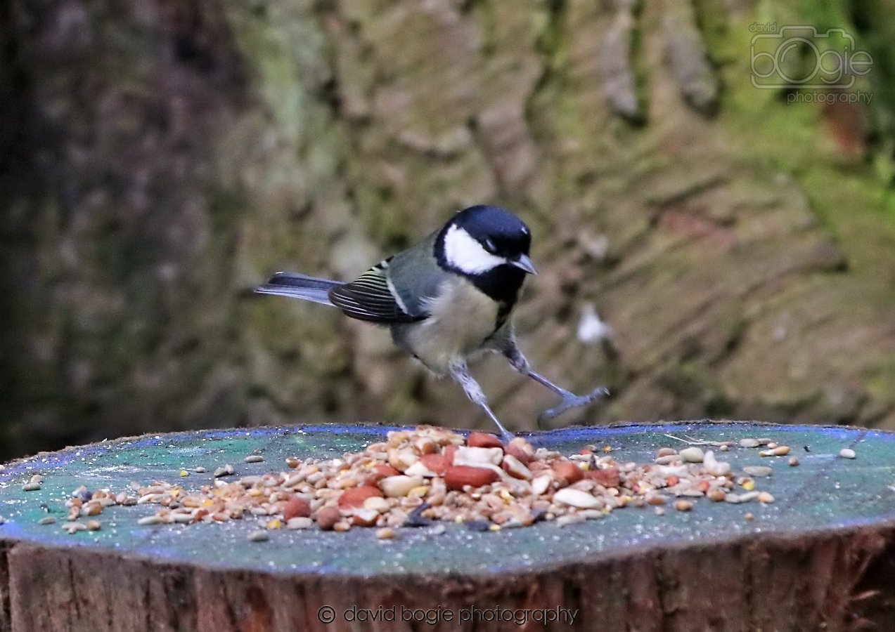 20260309 113619 Dunnikier 0234.jpg