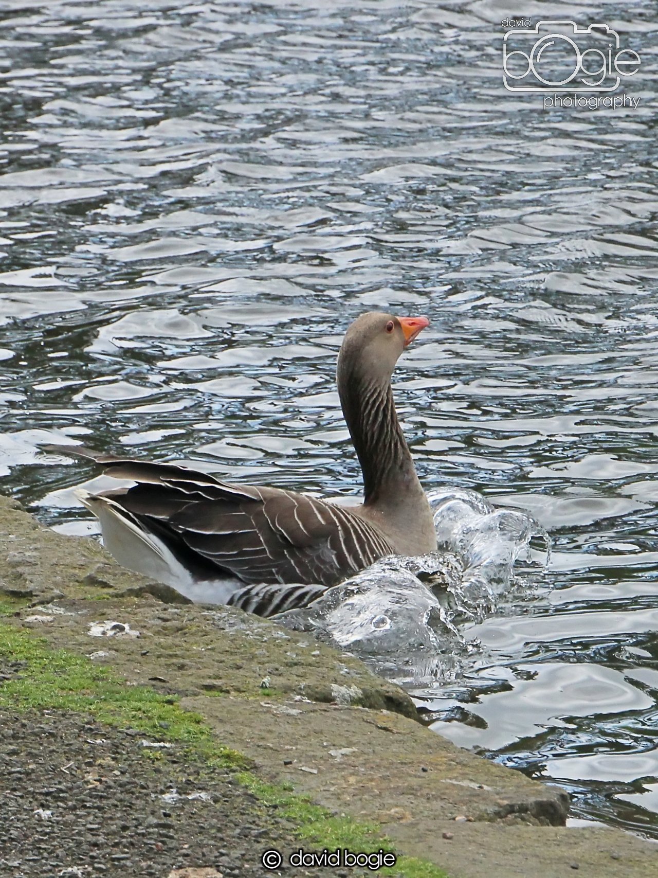 20240423 114820 Beveridge 0046.JPG