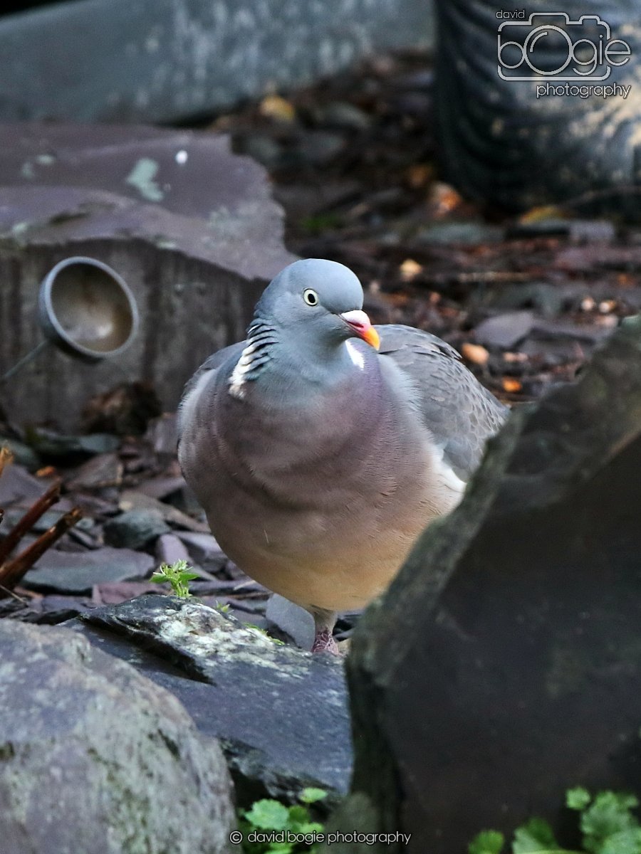 20260113 131820 Kirkcaldy 0091.JPG