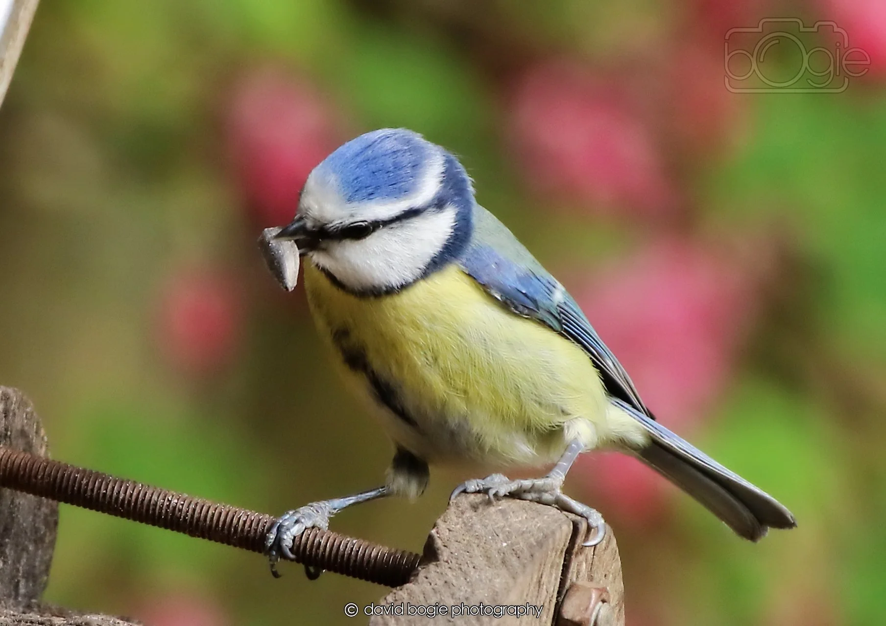 20260326 120923 Silverburn 0447B.jpg