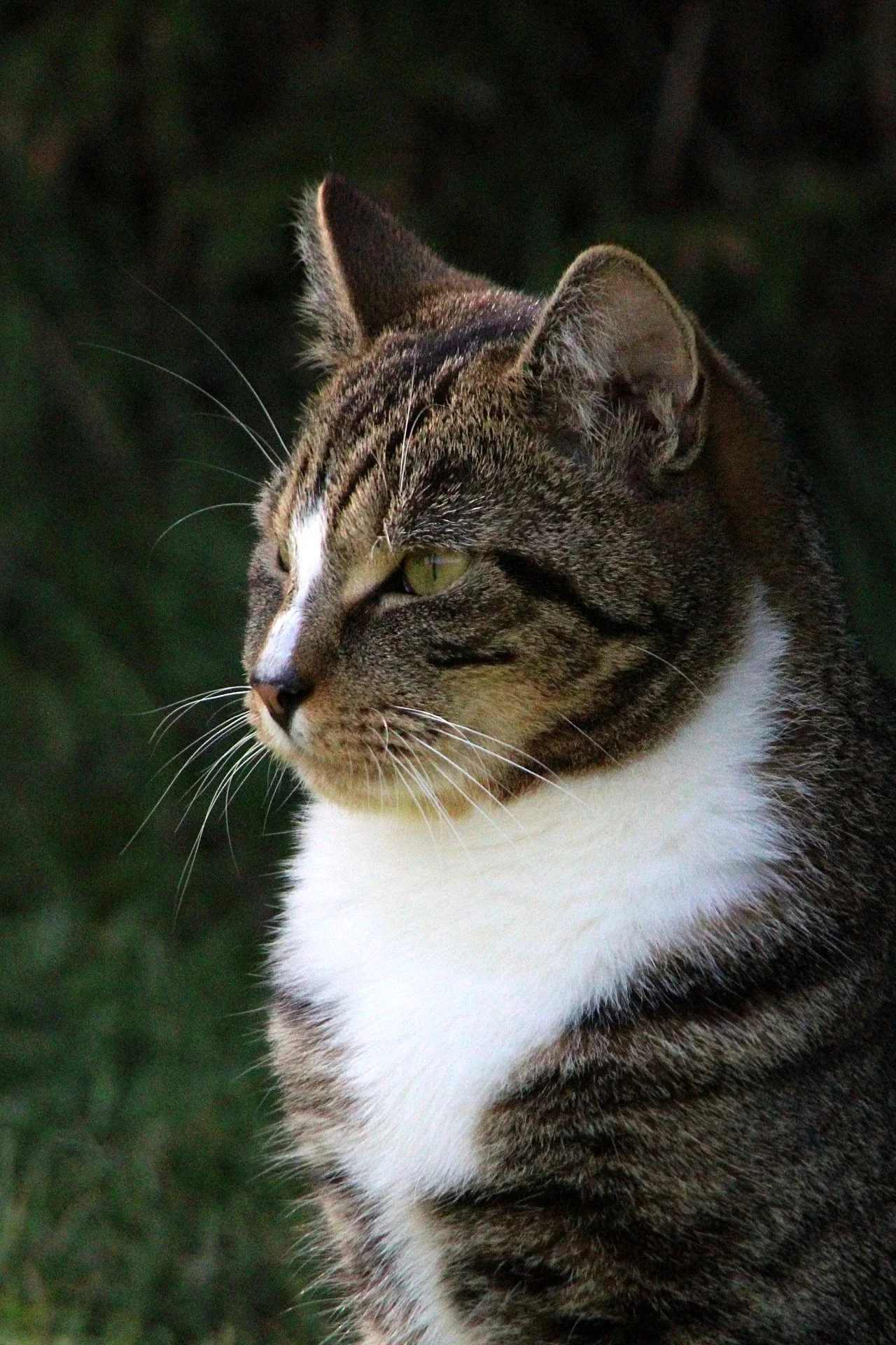 CATS 0167.jpg