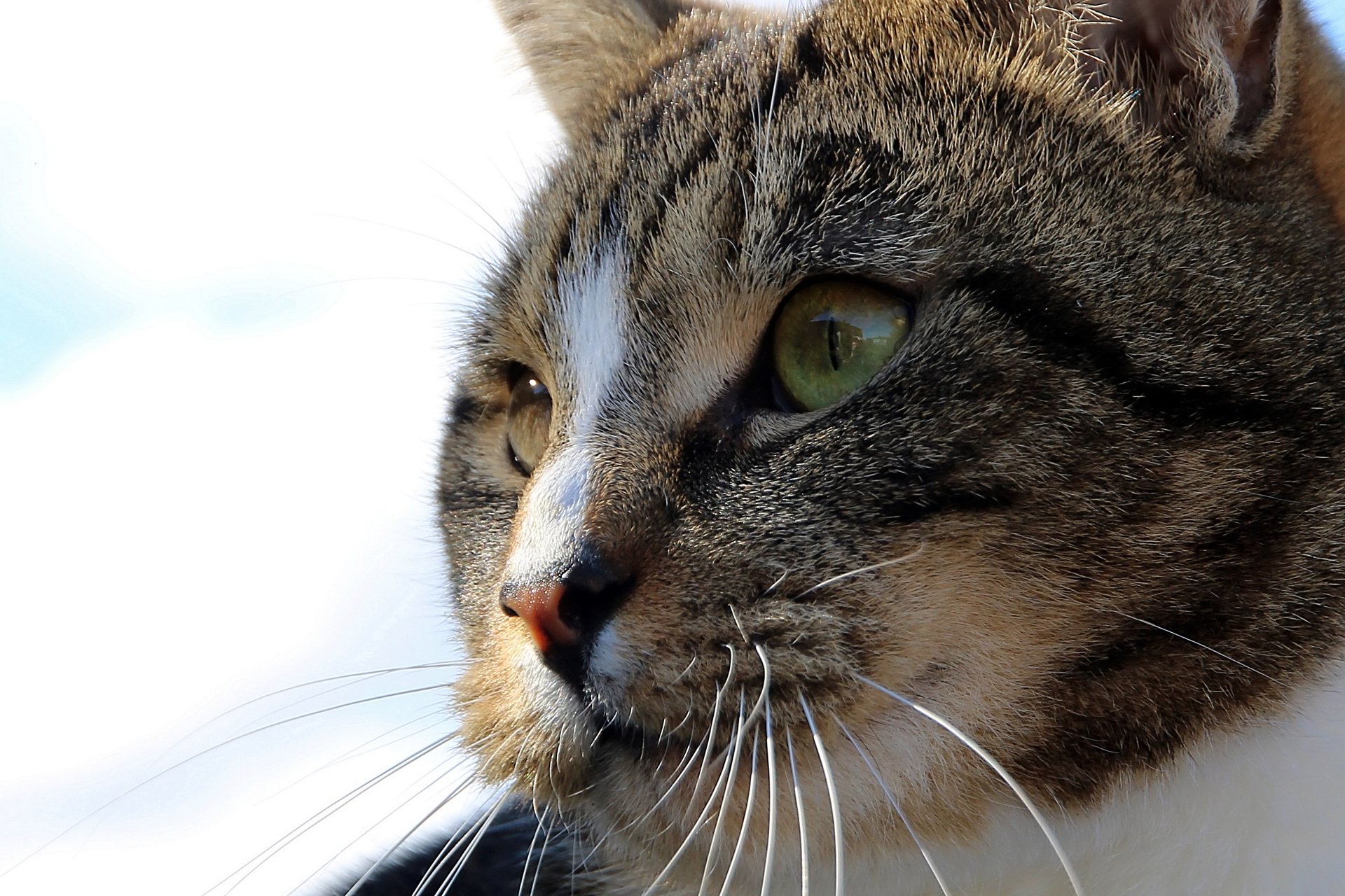 CATS 0324.jpg