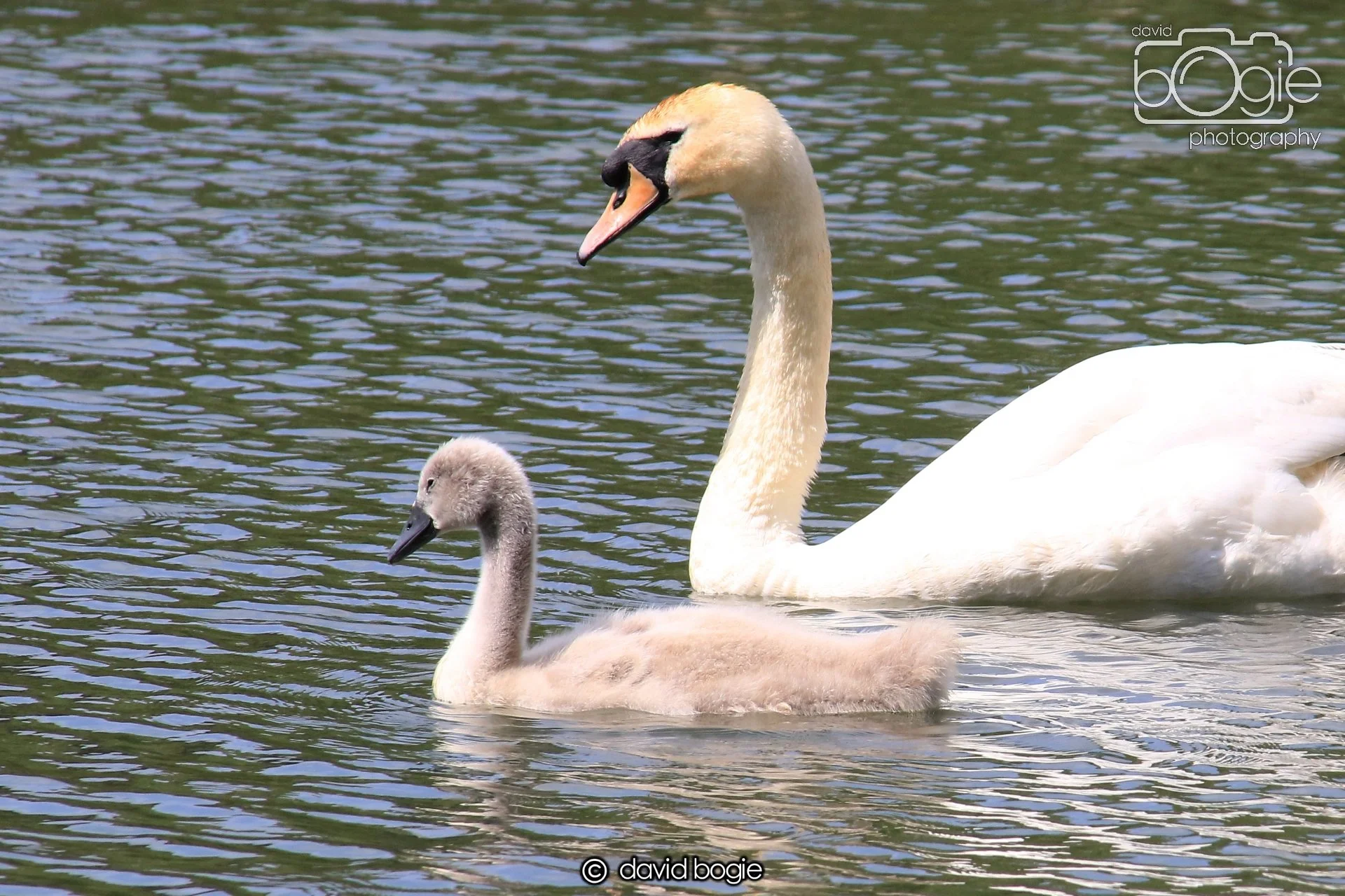 20250613 115027 Beveridge 0042.JPG