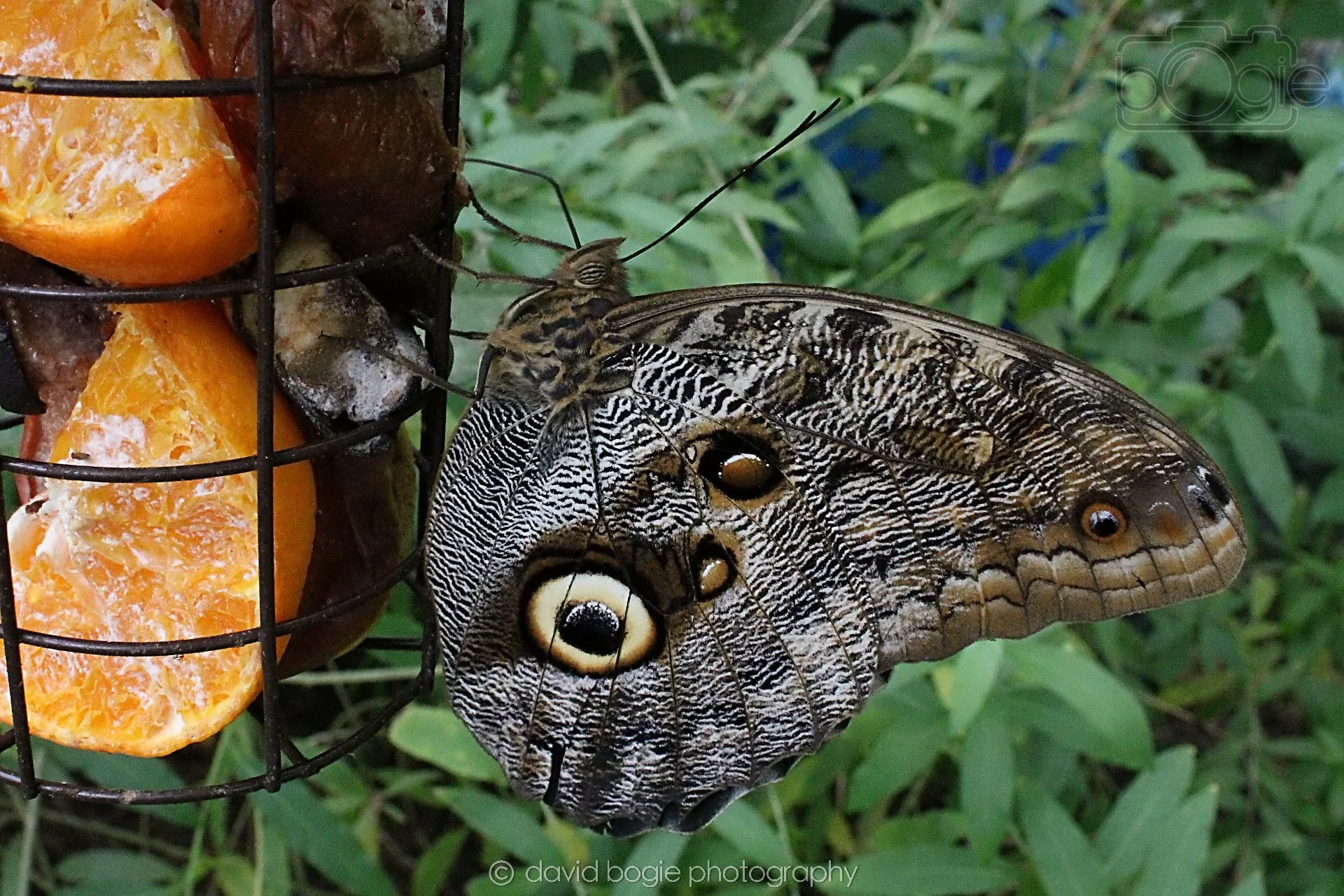 20191019 133209 Butterfly World 0052.jpg
