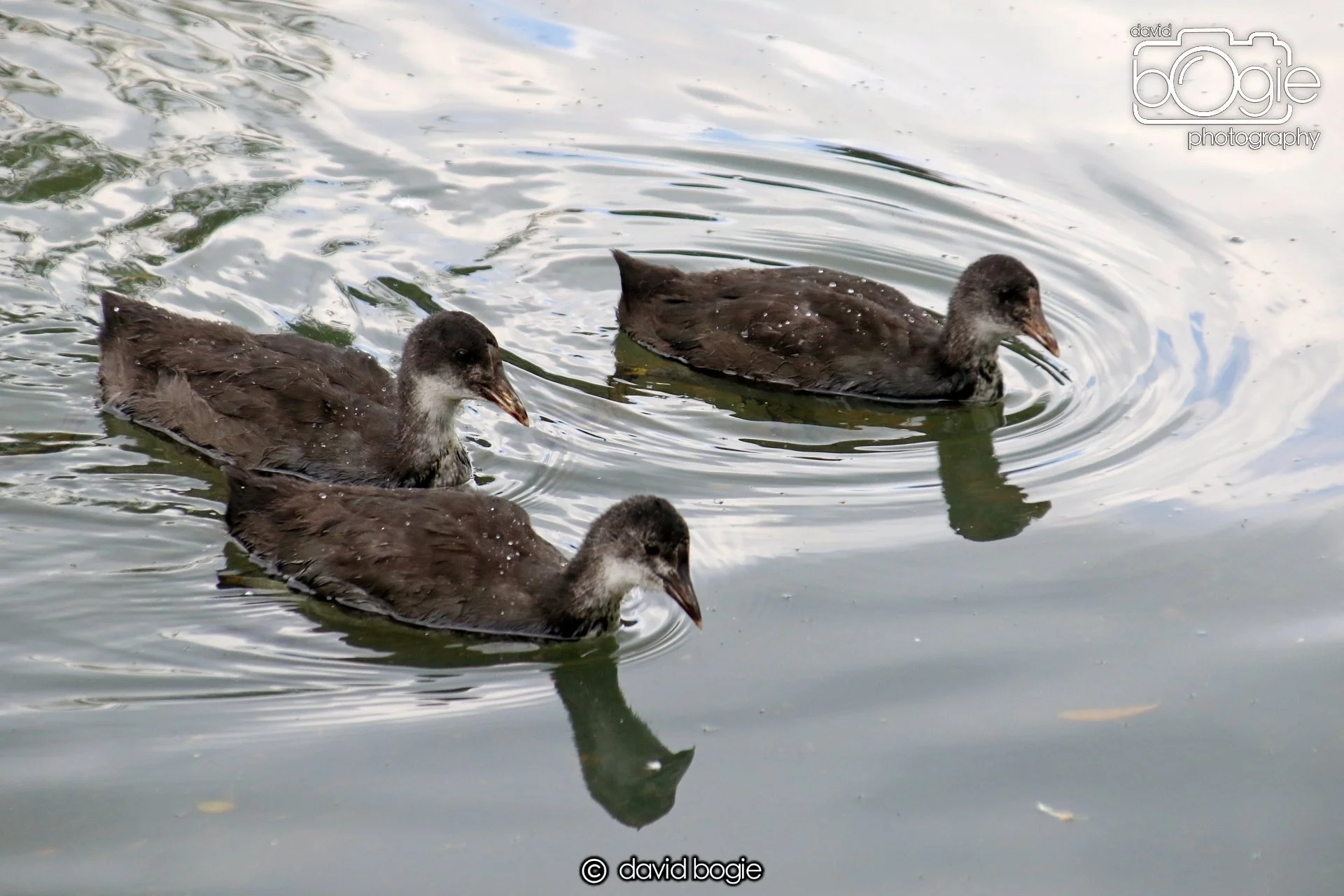 20250613 123414 Beveridge 0084.JPG