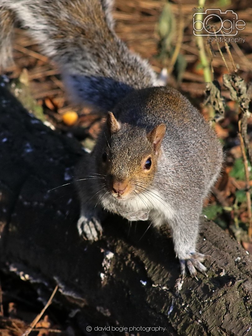 20251231 134952 Silverburn 0283.JPG