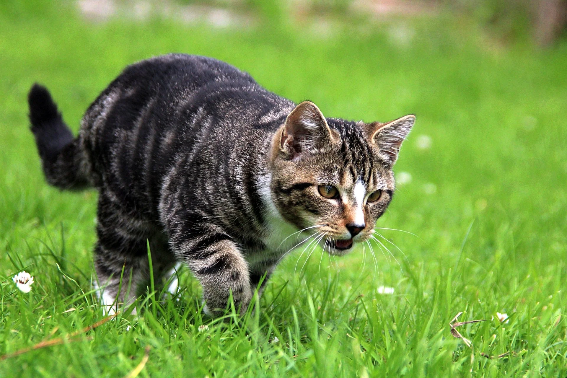 CATS 0114.jpg