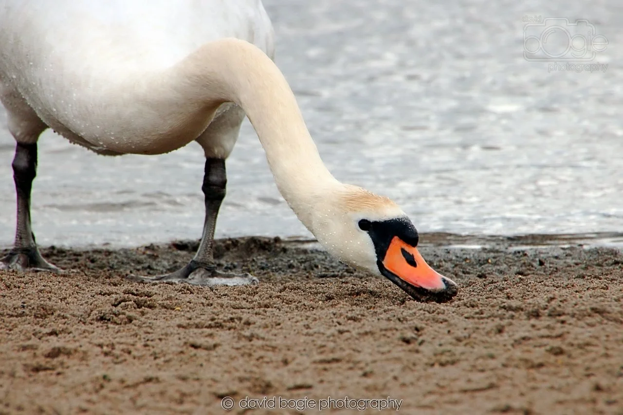 SWAN047