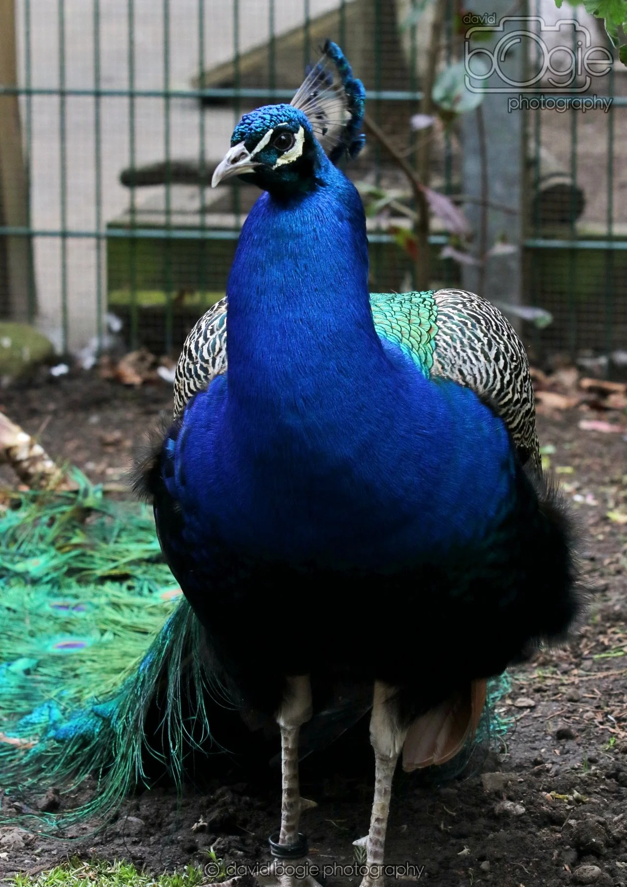 20260324 123406 Pittencrieff Park 0248.jpg