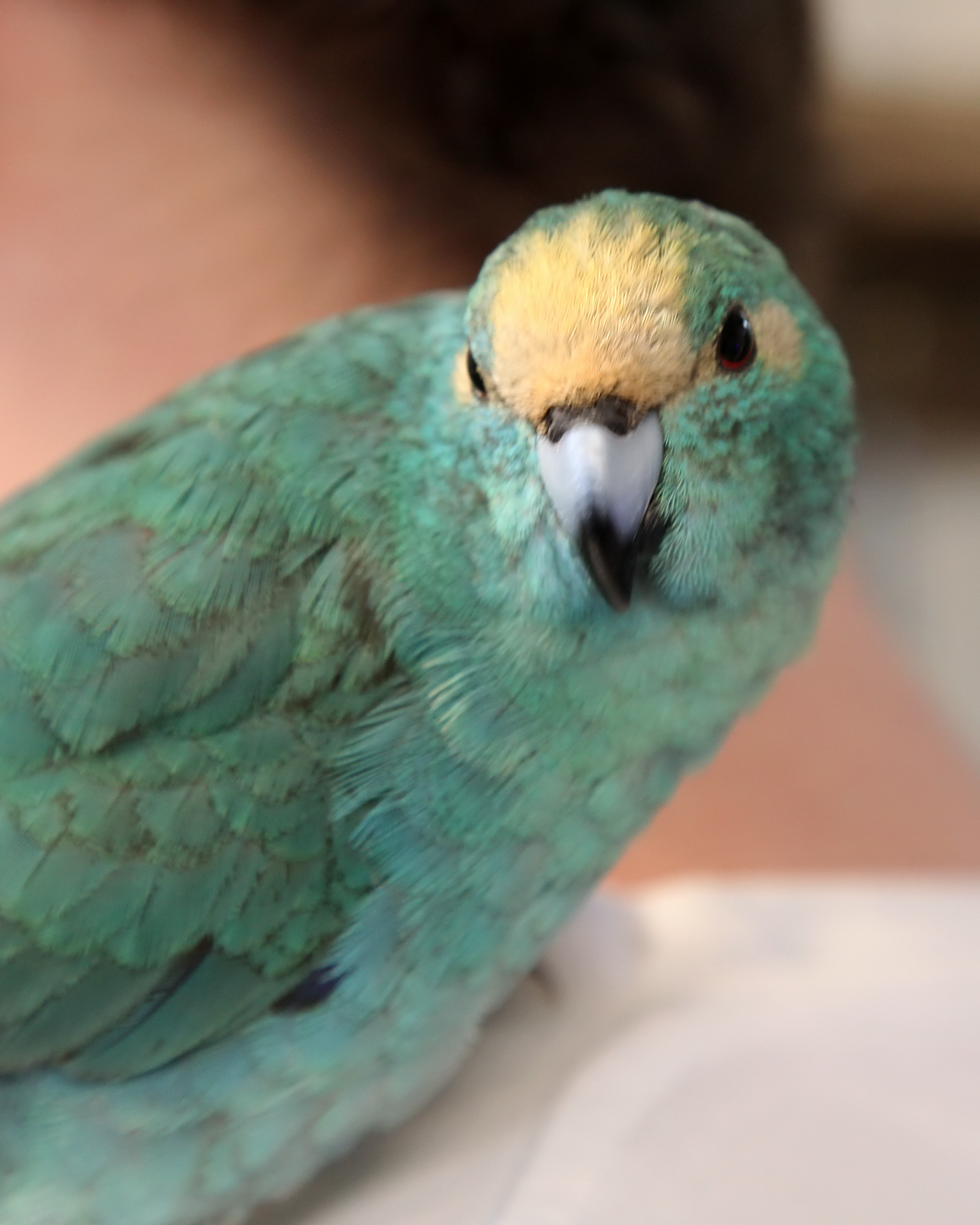 20260212 120149 K&S 0123.png