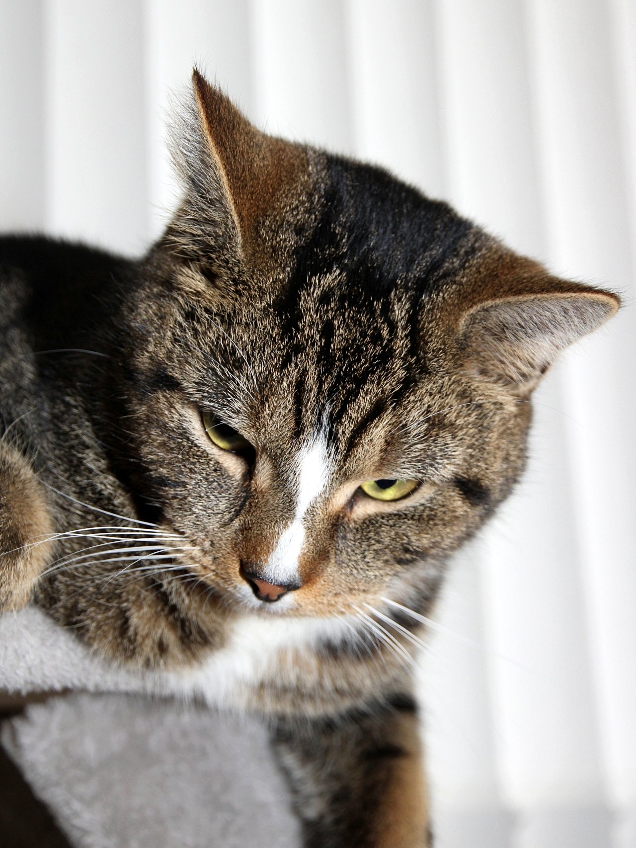 CATS 0312.jpg
