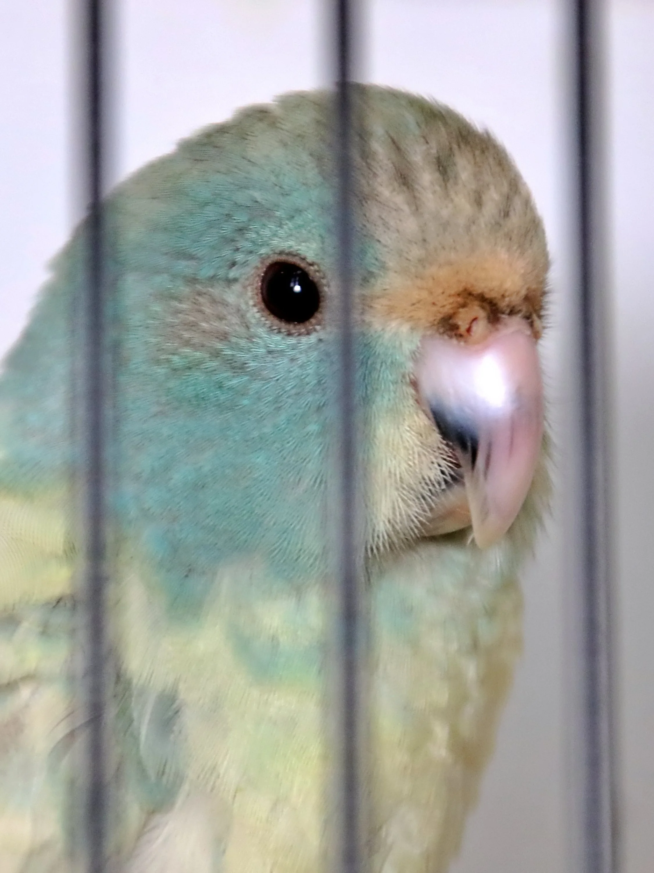 20251102 125313 Markinch CBS  0605.JPG