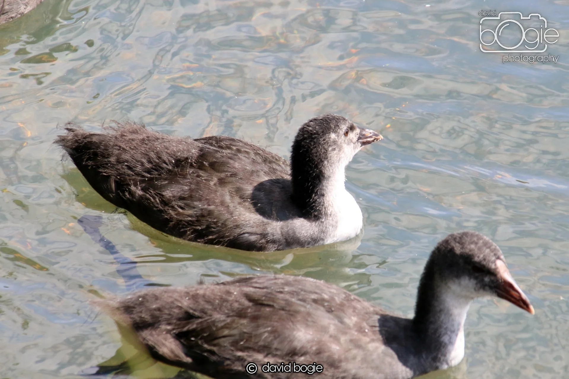 20250613 121300 Beveridge 0068.JPG