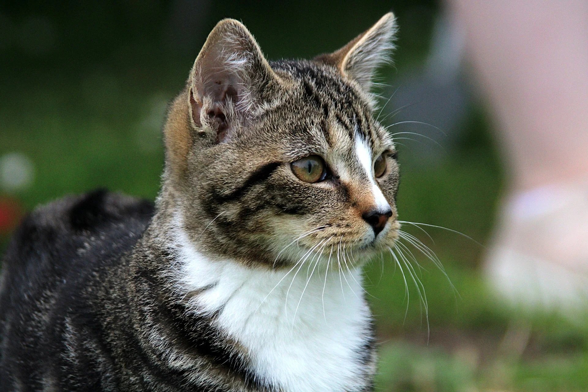 CATS 0105.jpg