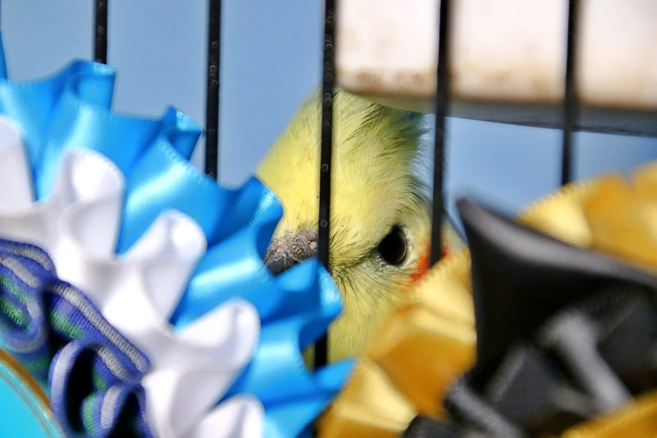 20251102 125332 Markinch CBS  0607.JPG