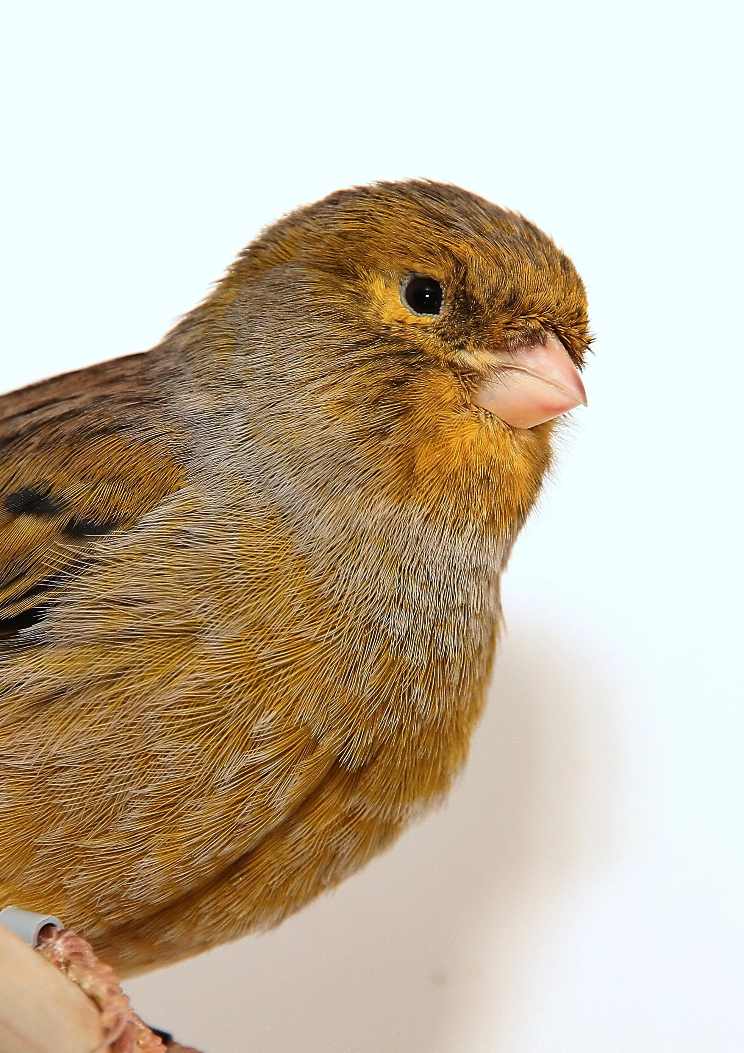 20260331 111555 K&S 0390.jpg