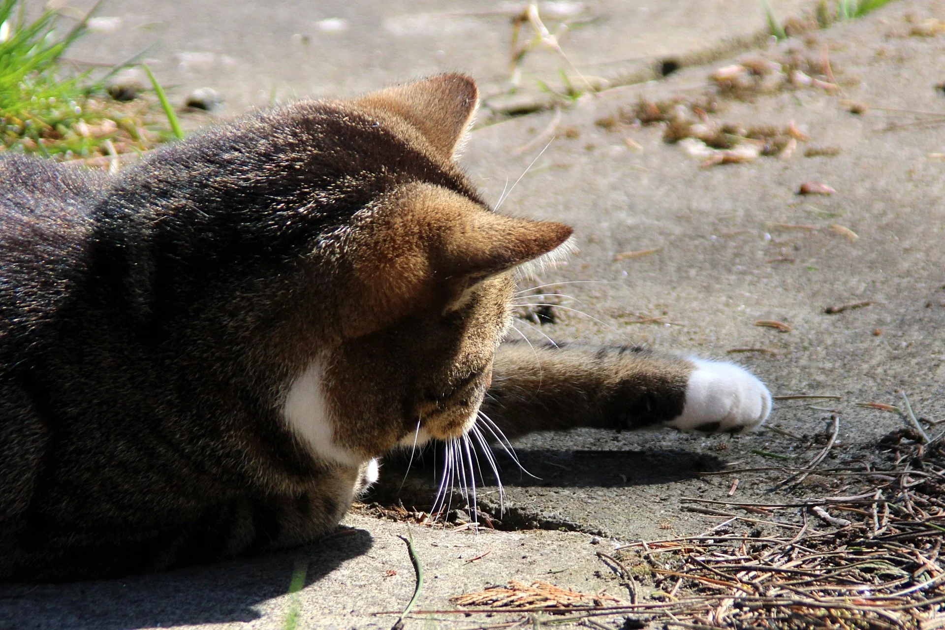 CATS 0171.jpg