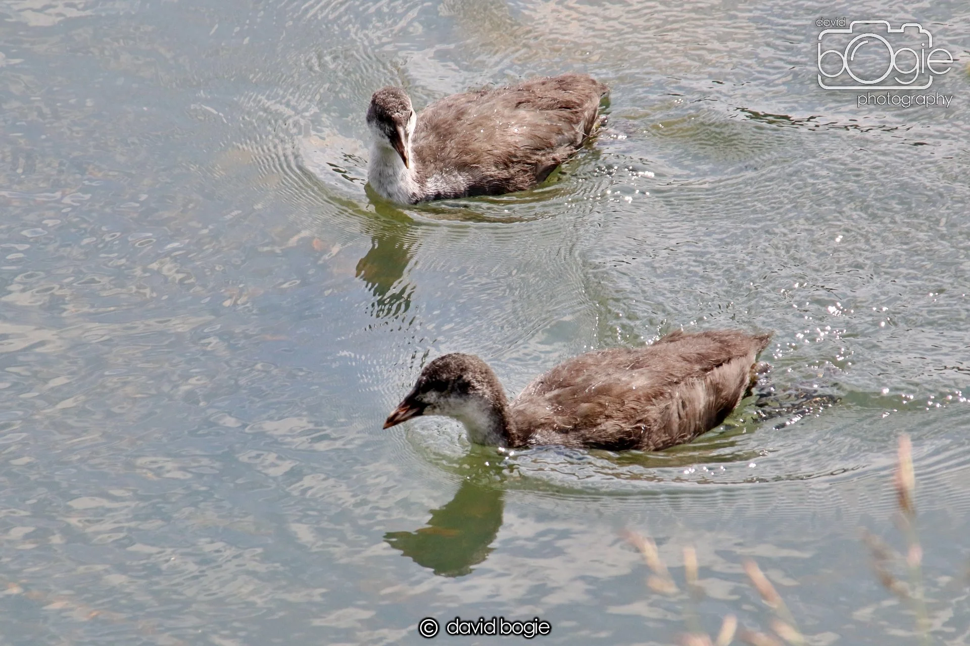 20250613 121100 Beveridge 0064.JPG