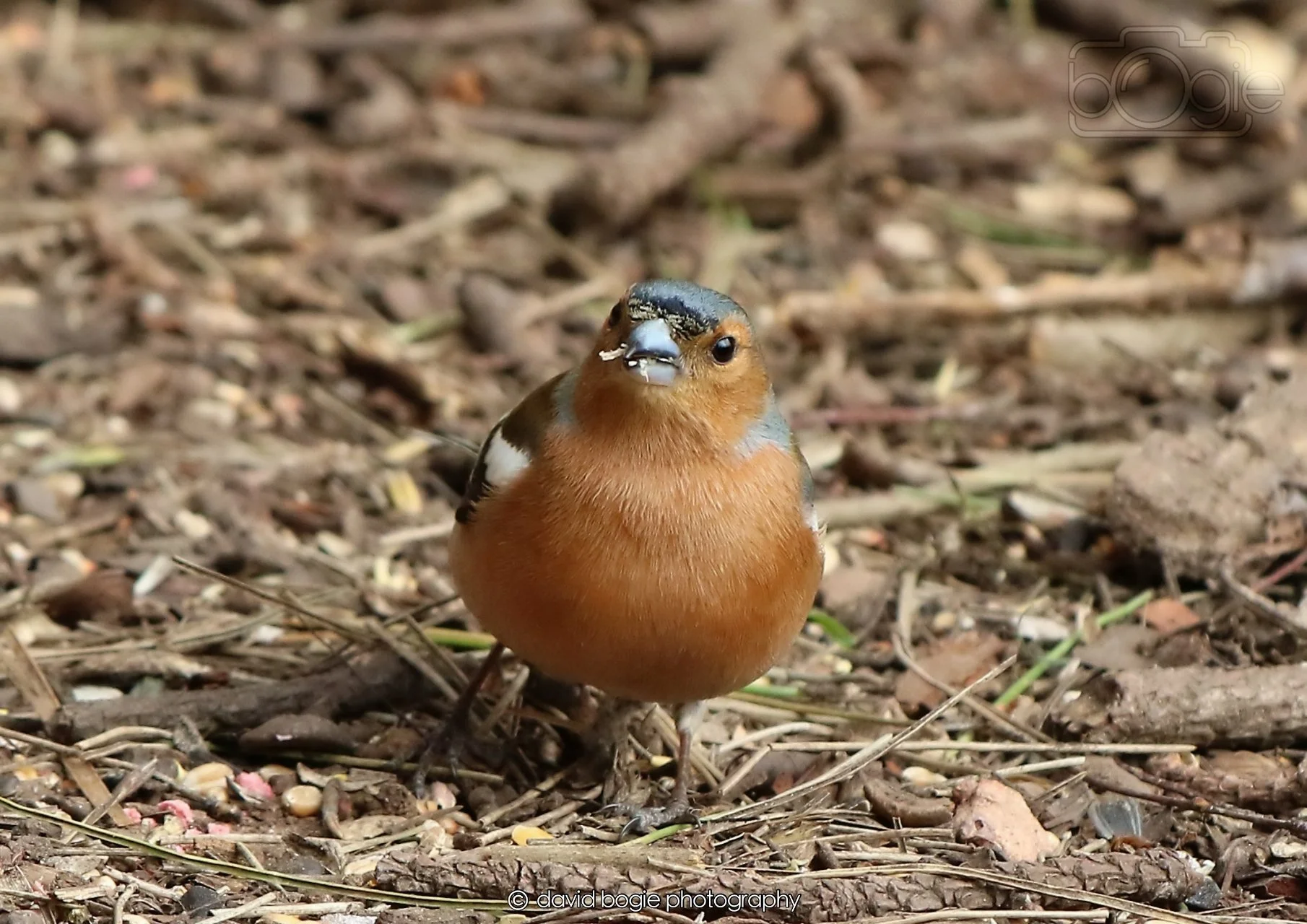 20260326 120315 Silverburn 0348.jpg