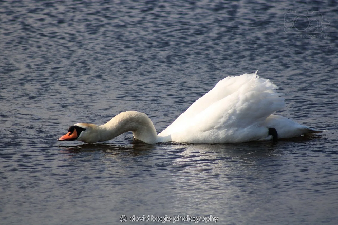 SWAN001