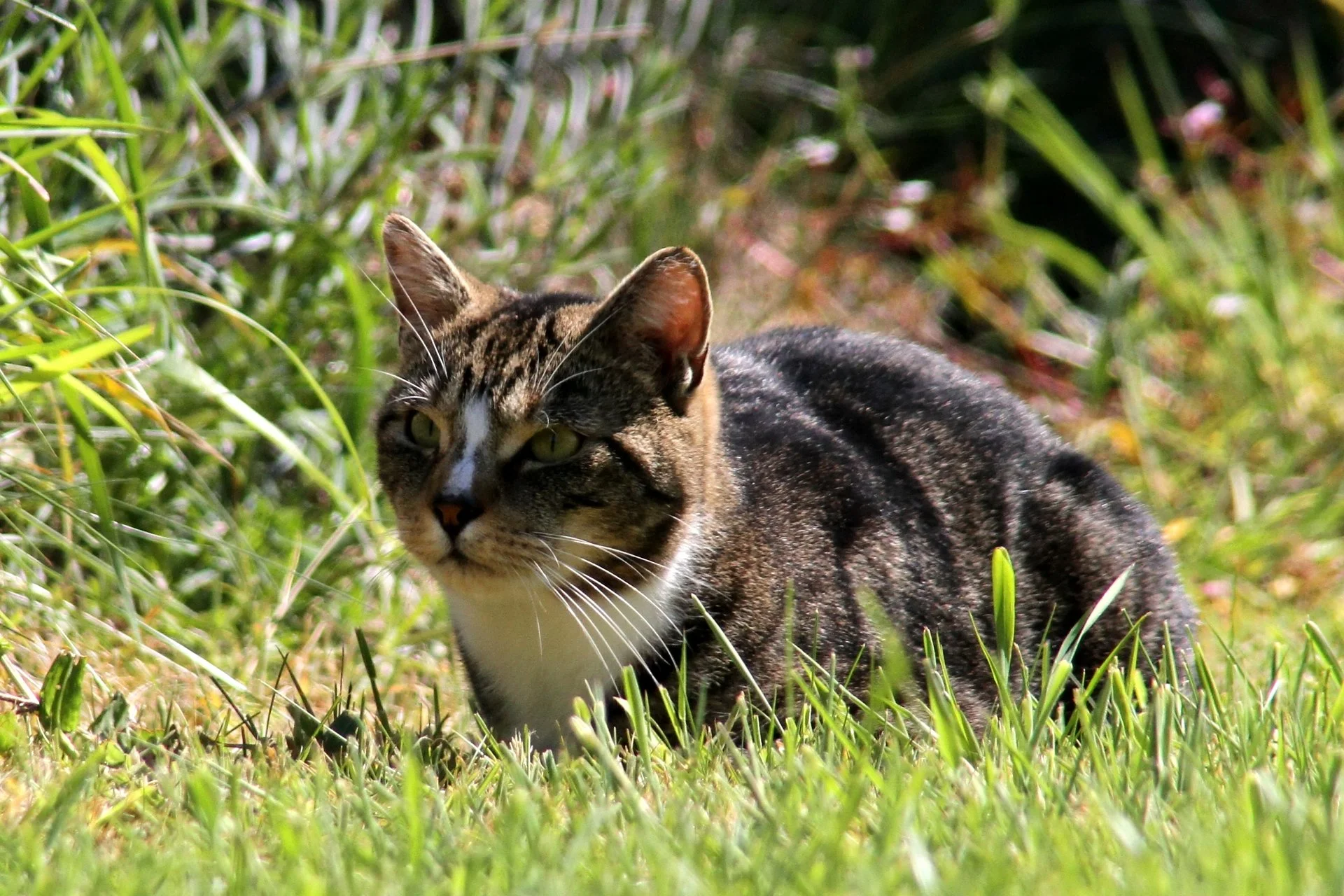 CATS 0414.jpg