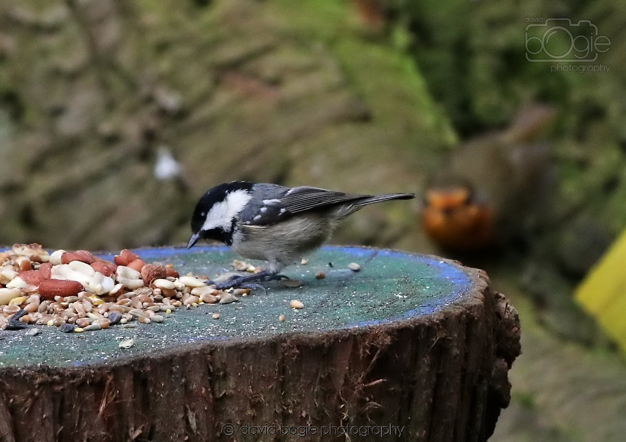 20260309 113444 Dunnikier 0206.jpg