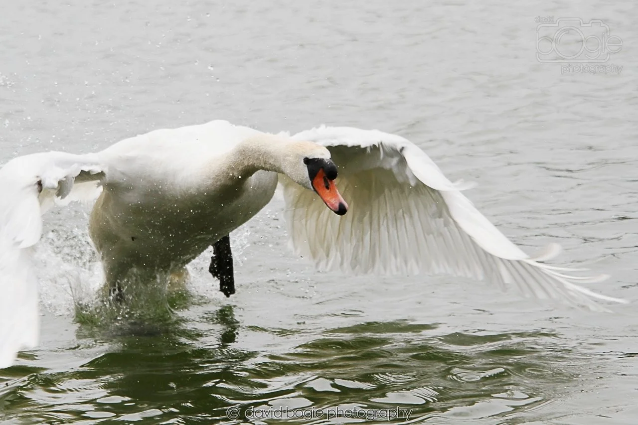 SWAN035