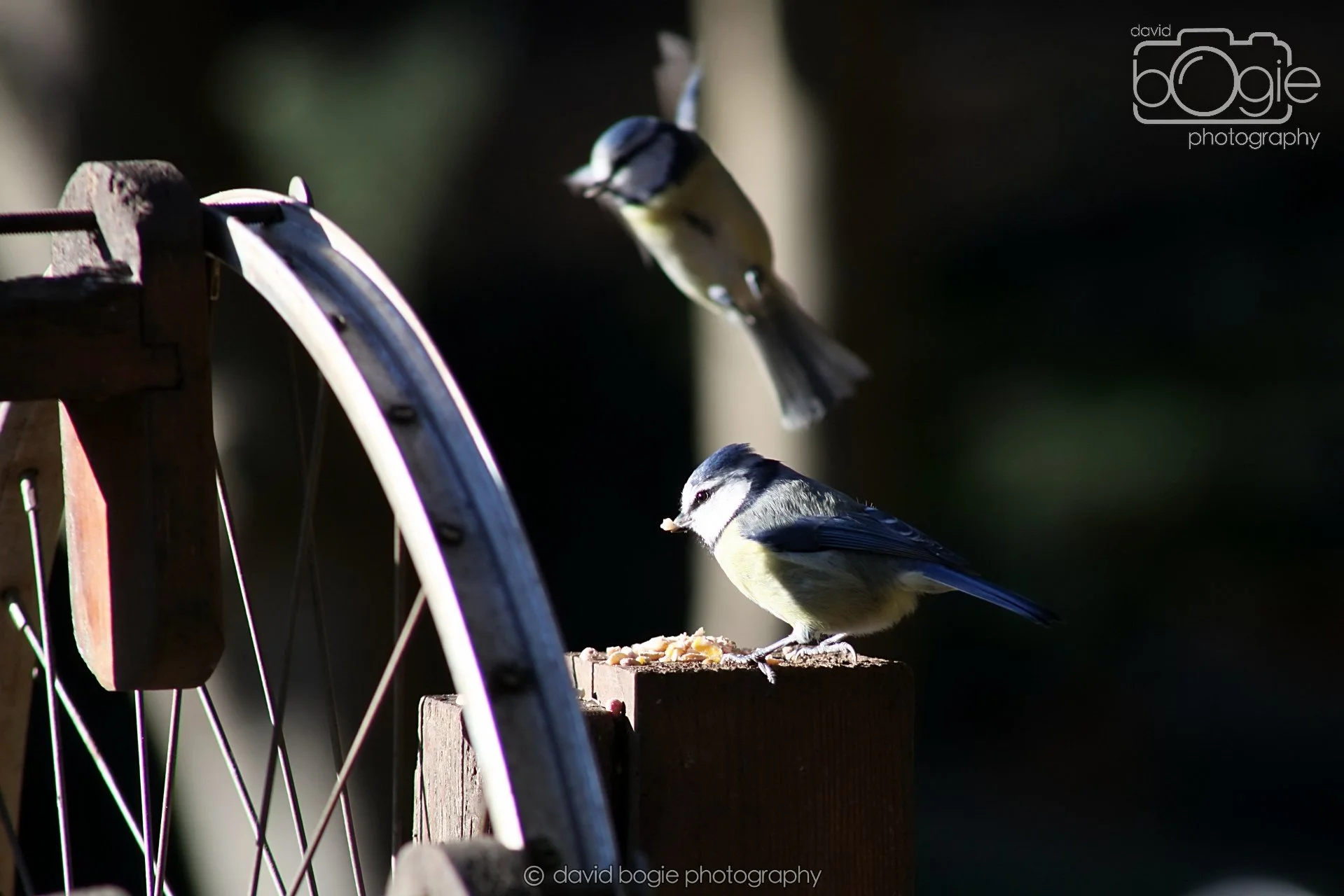 20251125 133643 Silverburn 0093.JPG