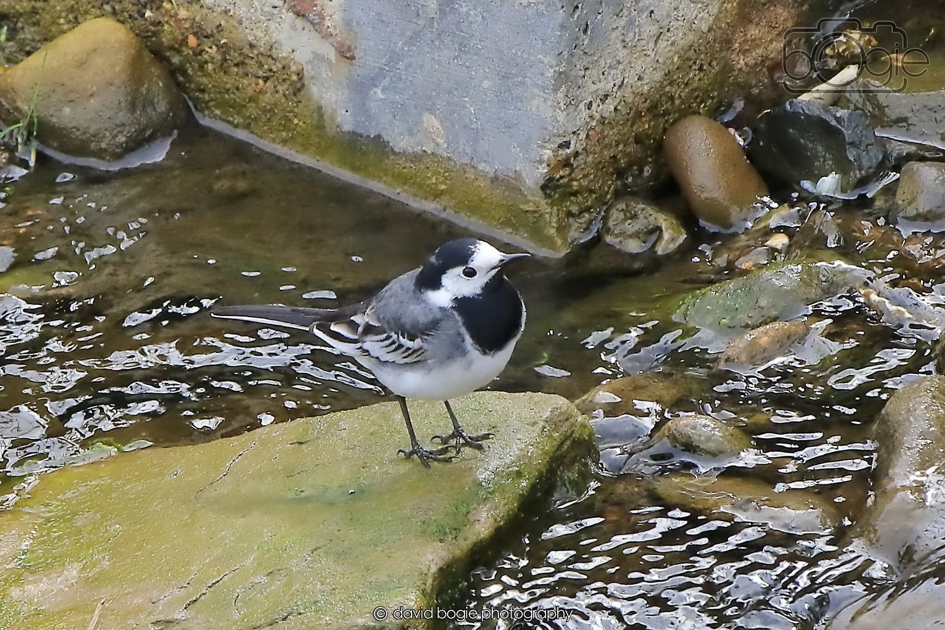 20260415 120559 Links Market 0167.jpg