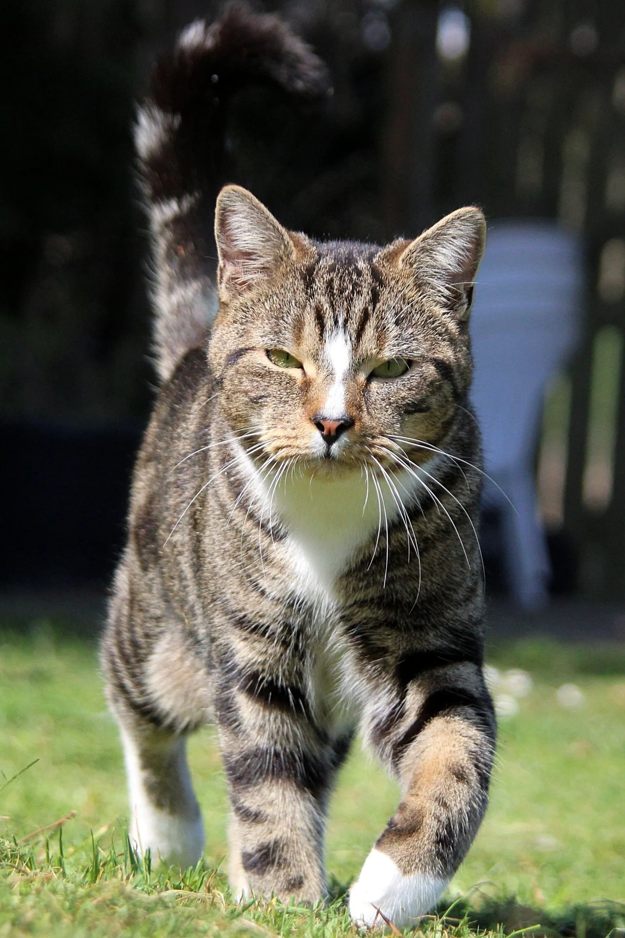 CATS 0165.jpg
