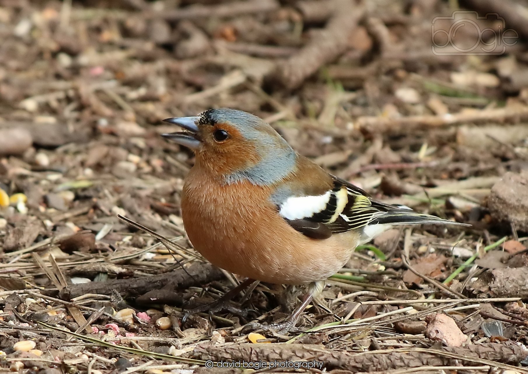 20260326 120307 Silverburn 0333.jpg